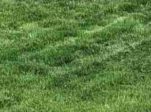 Gary P.'s Lawn Service service result