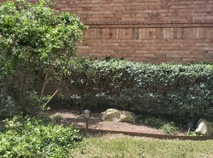 Bush Trimming by Brittany Lynch for Lisa B. in San Antonio, TX