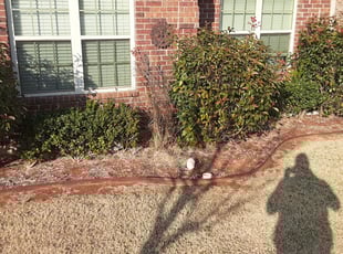 Bush Trimming by Grant McLeggan for Matt L. in Norman, OK