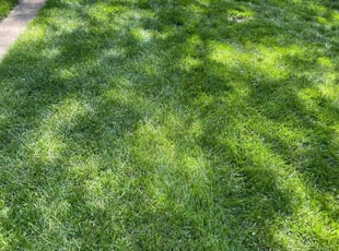 Ronald L.'s Lawn Mowing Service service result