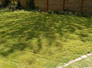 Danette F.'s Lawn Mowing Service service result