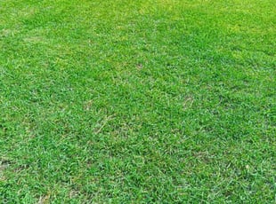 Nilza L.'s Yard Cutting service result