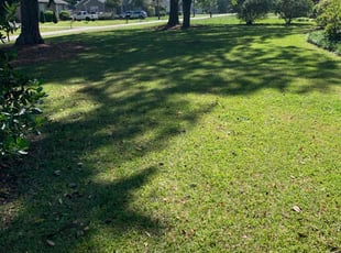 Christina J.'s Lawn Mowing service result