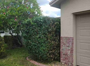 Bush Trimming by Rick Buricca for John T. in Boca Raton, FL