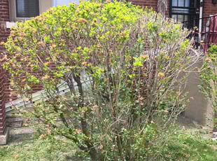 Bush Trimming by Vontae Green for Tiphanie R. in Chicago, IL