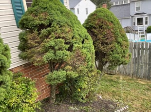Bush Trimming by Donald Tucker for Josh C. in Stafford, VA