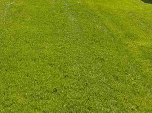 Sue G.'s Lawn Mowing Service service result