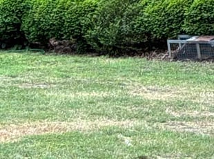 Bush Trimming by TaQuan McDaniels for MACKENZIE B. in Newport News, VA