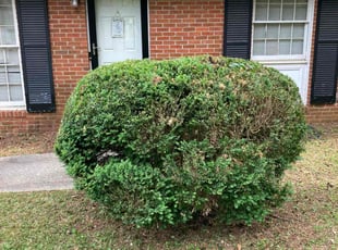 Bush Trimming by joshua shy for Jazmene J. in Atlanta, GA