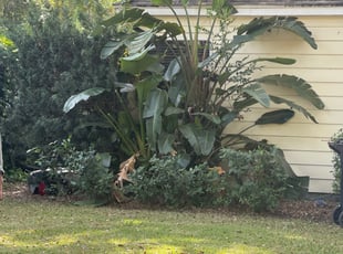 Bush Trimming by Dwaylon Peterson for James r. in St. Petersburg, FL