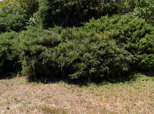 Bush Trimming by Scott Steigerwald for Angela W. in Denver, CO