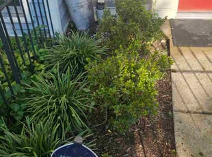 Weeding by Terrence Hawkins for Anne C. in Alexandria, VA