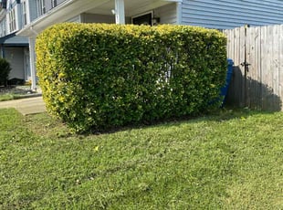 Bush Trimming by Chris Beale for Lexi H. in Virginia Beach, VA
