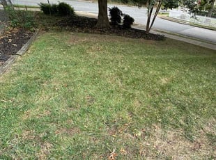 Weeding by Fidel Rodriguez for William H. in Alexandria, VA