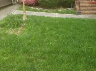 Bush Trimming by Lemmuel Hill for Ira W. in Greensboro, NC