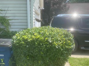 Bush Trimming by Philip Ward for Niccole J. in Cleveland, OH