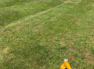 Yinnys L.'s Grass Cutting service result