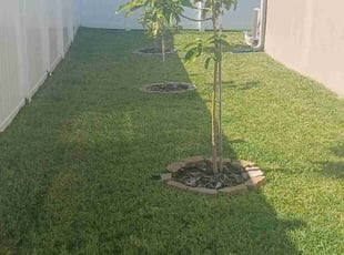 Jasmine S.'s Grass Cutting service result