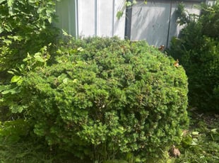 Bush Trimming by James Serio for Ruben L. in Rochester, NY