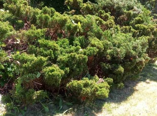 Bush Trimming by Parnell Kennedy for April D. in Fraser, MI