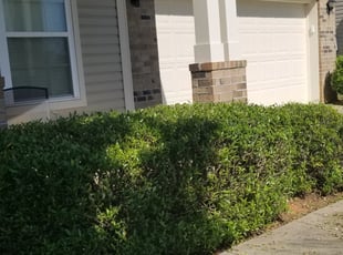 Bush Trimming by James Steele for Jason F. in Stallings, NC