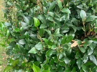 Bush Trimming by Nicolars Sym for Joyce H. in Forest Park, GA