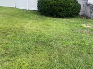 Bush Trimming by Cynthia Caldwell for Russell S. in Shirley, NY