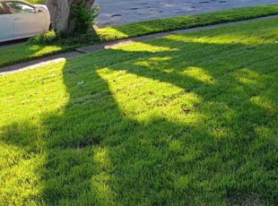 Leaf Removal by Damond Merridith for Alex S. in St. Louis, MO