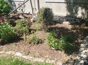 Leaf Removal by Carlos Mendoza for Alessandra M. in Denver, CO