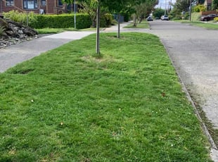 Wendi K.'s Lawn Mowing Service service result