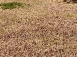 Weeding by Terrell Miller for Chantil W. in Blythewood, SC