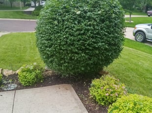 Bush Trimming by amanda myers for Deborah A. in Overland Park, KS