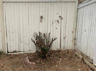 Bush Trimming by Mario Monje for Kara L. in Corona, CA