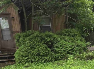 Bush Trimming by Jermaine Ramsey for Barb B. in Iowa City, IA