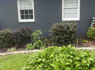 Bush Trimming by Yaneth Figueroa for Linda Q. in Lithia Springs, GA