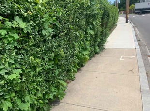 Bush Trimming by David Cardillo for Patrick O. in East Providence, RI