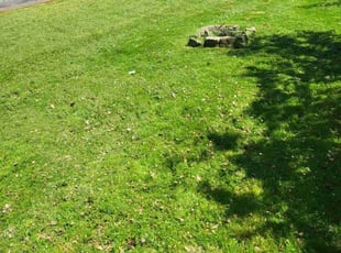 Anita M.'s Lawn Service service result