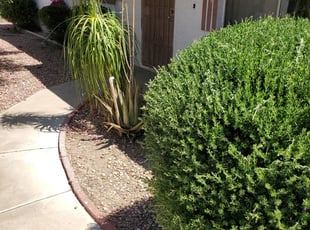 Bush Trimming by Damian Hudson for Gerald T. in Surprise, AZ