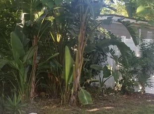 Bush Trimming by Andrew Alsobrook for Jeremy B. in Jacksonville, FL