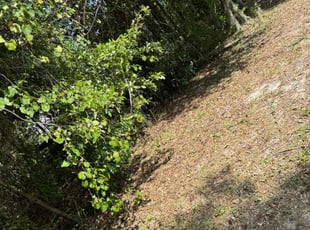 Weeding by Anthony Ferrara for Dr Shirlie E J. in Polk City, FL