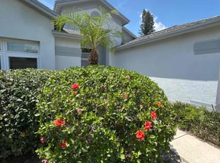 Bush Trimming by Ramon Taguja for bob K. in Brandon, FL