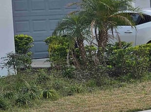 Bush Trimming by Monica Prickett for Jason M. in Clermont, FL