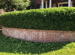 Bush Trimming by Paul Handley for Richard M. in Tulsa, OK