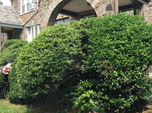 Bush Trimming by Askia Johnson for Lisa C. in Yeadon, PA
