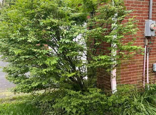 Bush Trimming by Alisha Lawson for Robert R. in Grove City, OH