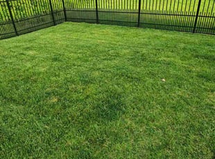 Diane M.'s Grass Cutting service result