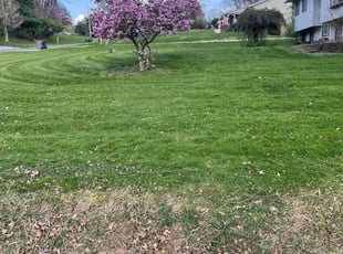 Paula M.'s Lawn Mowing service result