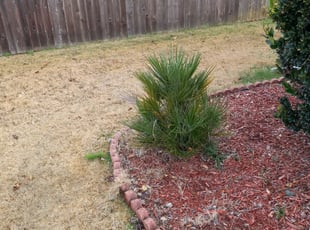 Bush Trimming by Vaughn Varnado for Lateisha S. in Dallas, GA