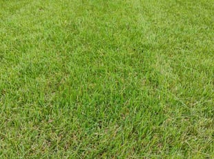 Arthera S.'s Lawn Mowing service result