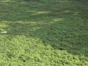 Denise L.'s Grass Cutting service result